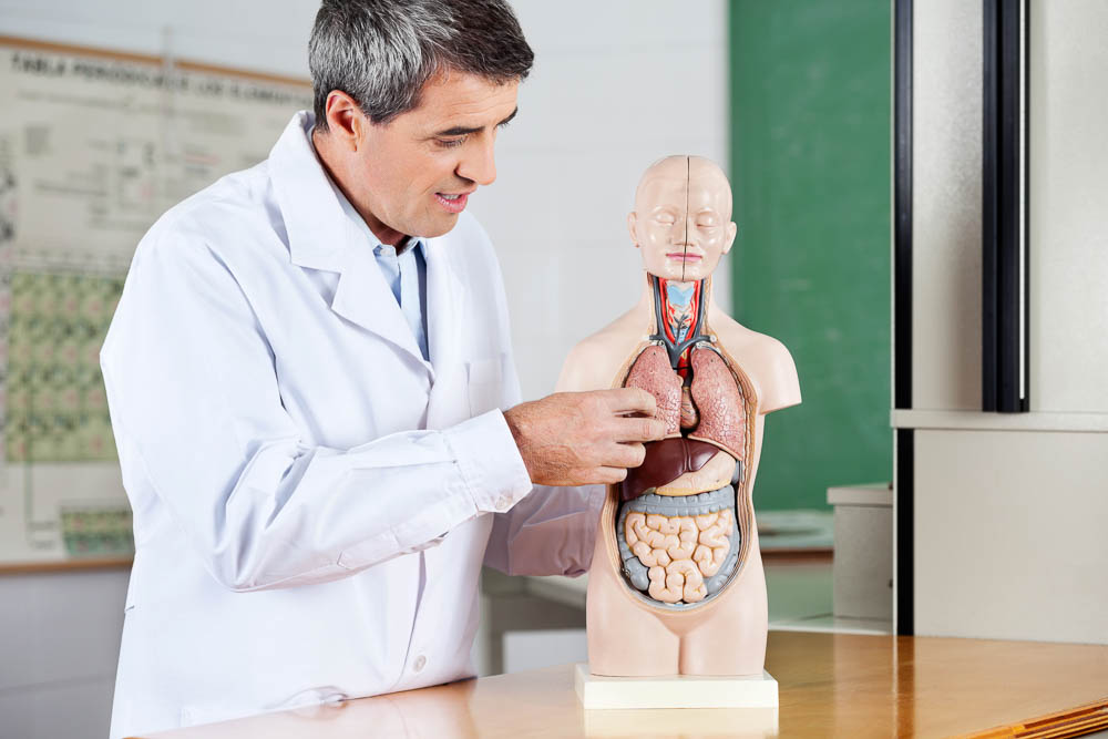 Professor Analyzing Anatomical Model At Desk
